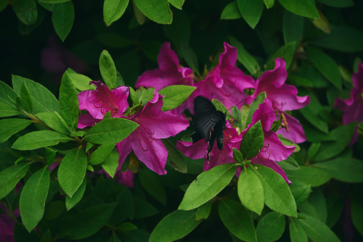 城山・平ツアー（2026春）